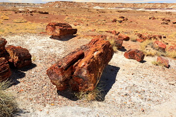 Petrified Forest National Park, a natural attraction place with many petrified tree trunks and fossils, in Arizona, USA. © leochen66