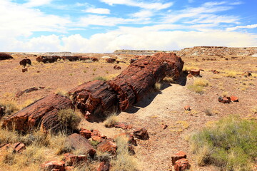 Petrified Forest National Park, a natural attraction place with many petrified tree trunks and fossils, in Arizona, USA. © leochen66