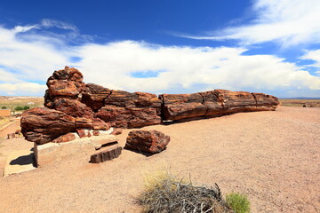 Petrified Forest National Park, a natural attraction place with many petrified tree trunks and fossils, in Arizona, USA. © leochen66