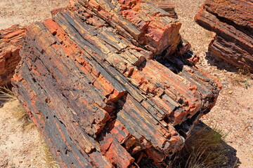 Petrified Forest National Park, a natural attraction place with many petrified tree trunks and fossils, in Arizona, USA. © leochen66