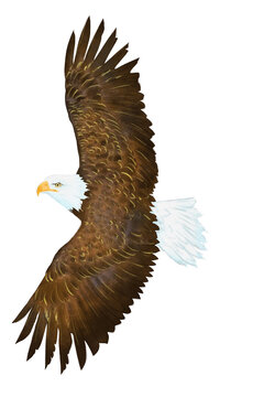 Digital illustration of a majestic bald eagle soaring with wings spread, isolated on a transparent background