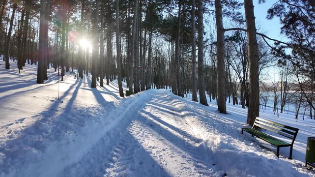 Snowy winter forest path on sunny day, long tree shadows and sparkling snow, serene nature scene.