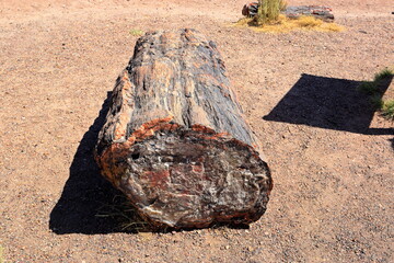Petrified Forest National Park, a natural attraction place with many petrified tree trunks and fossils, in Arizona, USA. © leochen66