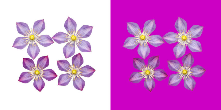 Purple clematis flower pattern split screen design transparent png