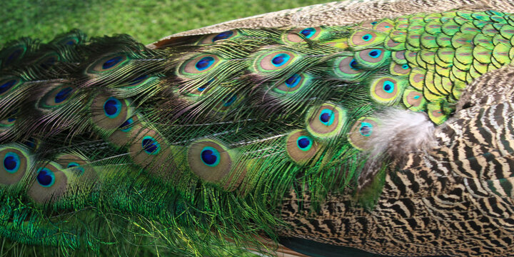 Peacock Tail Feather Texture with Colorful Eye Pattern