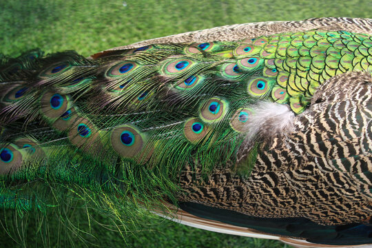 Peacock Tail Feather Texture with Colorful Eye Pattern