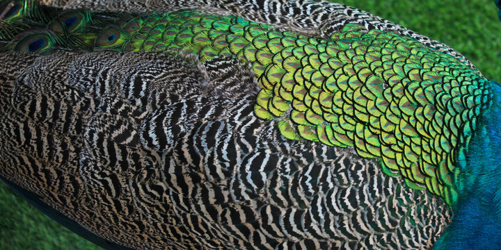 Beautiful Peacock Back and Wing Feather Pattern Detail Texture