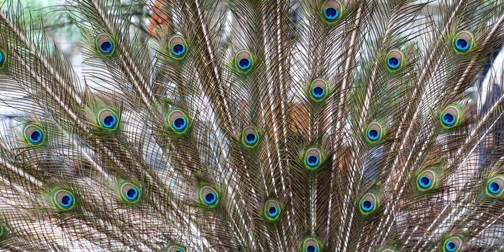 male peacock's tail feathers are spread wide open with a bright sapphire blue eye motif