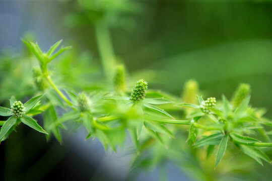 Close up of fresh culantro herb flower heads growing on a green plant stalk.A detailed close-up macro shot showcasing the unique, spiky green flower heads 