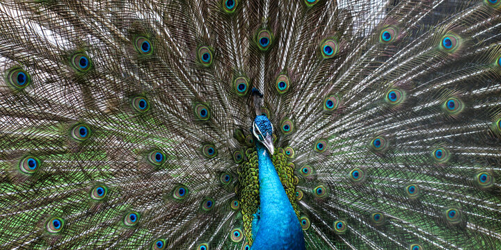 a male peacock spreading its tail feathers to form a fan