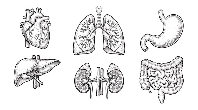 Vintage engraved style illustrations of human internal organs including heart, lungs, stomach, liver, kidneys and intestines
