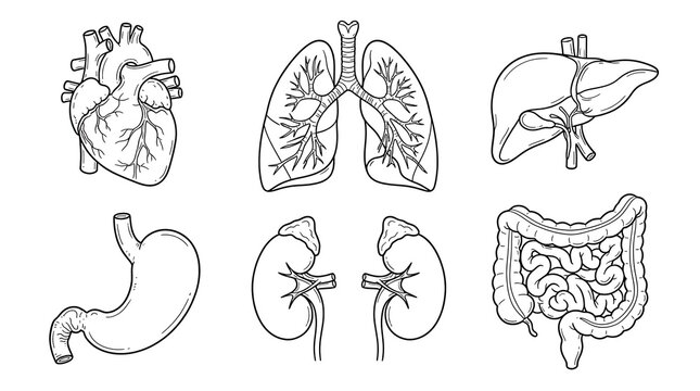 Collection of hand drawn human internal organs vector illustration including heart, lungs, liver, stomach, kidneys and intestines in monochrome outline style
