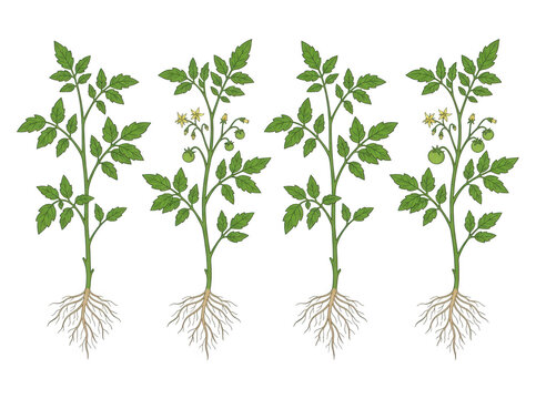 Illustration de plants de tomates avec racines