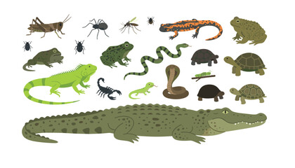 Fototapeta premium Reptiles amphibians and insects vector collection featuring alligator iguana frogs turtles snakes salamander scorpion spider grasshopper and beetles