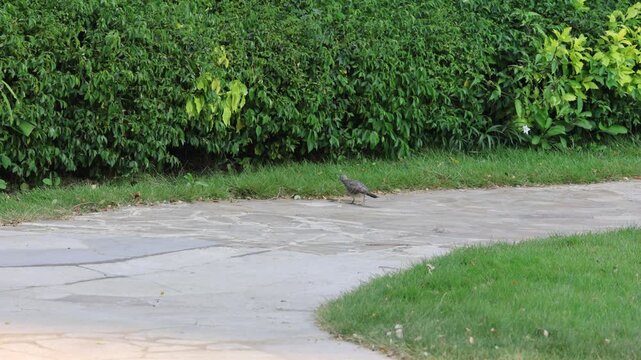 Small bird walks on cracked path near green hedge. Bird appears alert, moving slowly through garden. Grassy edge borders paved surface. Lush foliage forms natural backdrop. Image captures quiet