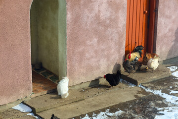 A fluffy white cat sits near the arched entrance of a rural building, watching domestic chickens. A rooster and several hens walk nearby against a pink wall and wooden door. © Олег Струс