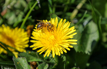 A fluffy bee collects pollen and nectar from a bright yellow dandelion on a spring meadow. Sunlight highlights the small insect details and rich color of flower petals. © Олег Струс