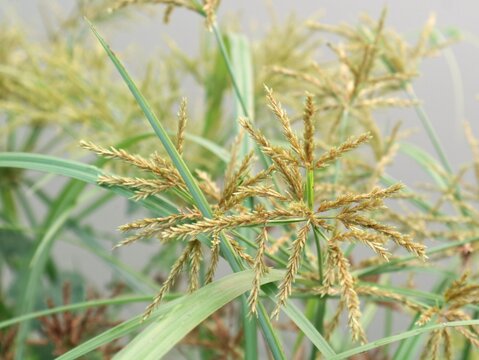 Close up shot of yellow nutsedge (Cyperus esculentus) wild weed grass with golden spikelets and green leaves growing outdoors, perfect for botany, nature, agriculture, and botanical visual concept