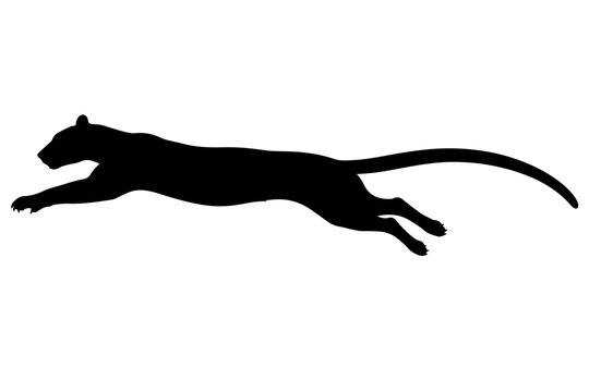 silhouette of a cat