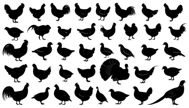BlackWhiteSilhouetteChickensVarietyDesign.
