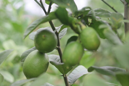 Fresh Green Limes Hanging from a Lime Tree