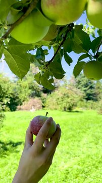 Farmer hand picking fresh ripe red apple from tree branch in agricultural orchard, Close-up of ripe juicy red apples growing on apple tree branches with green leaves