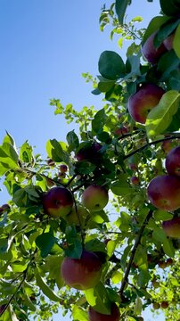 Farmer hand picking fresh ripe red apple from tree branch in agricultural orchard, Close-up of ripe juicy red apples growing on apple tree branches with green leaves
