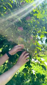 Farmer hand picking fresh ripe red apple from tree branch in agricultural orchard, Close-up of ripe juicy red apples growing on apple tree branches with green leaves