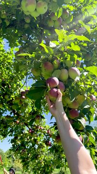 Farmer hand picking fresh ripe red apple from tree branch in agricultural orchard, Close-up of ripe juicy red apples growing on apple tree branches with green leaves