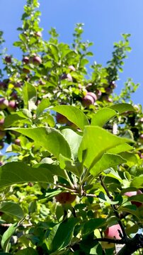 Farmer hand picking fresh ripe red apple from tree branch in agricultural orchard, Close-up of ripe juicy red apples growing on apple tree branches with green leaves