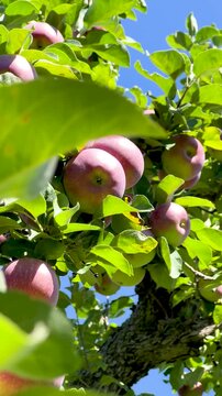 Farmer hand picking fresh ripe red apple from tree branch in agricultural orchard, Close-up of ripe juicy red apples growing on apple tree branches with green leaves