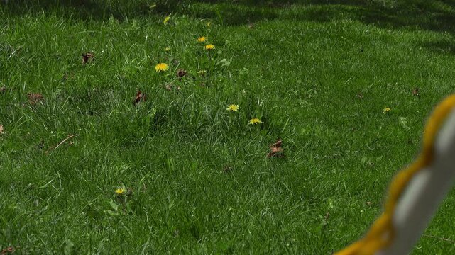 A close-up shot captures a man walking into frame pushing an electric lawnmower across a green yard while holding a yellow extension cord.