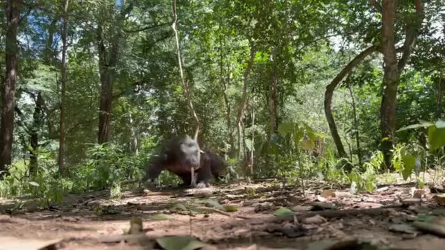 Komodo Dragon Walking on Ground in Tropical Forest of Komodo National Park Indonesia Large Monitor Lizard Predator in Natural Habitat