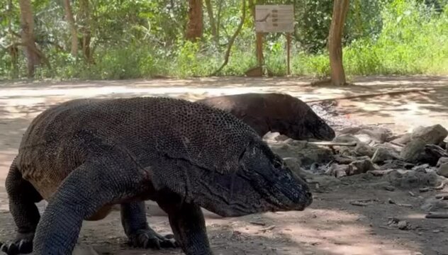 Two Komodo Dragons (Varanus komodoensis) Walking on Ground in Komodo National Park Indonesia, Giant Reptiles Outdoors
