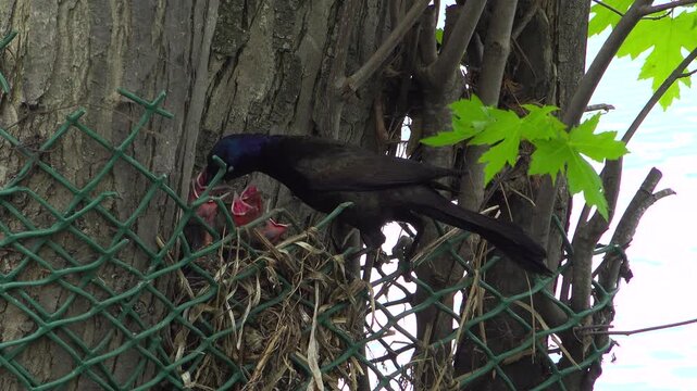 A common grackle parent flies into its nest built against a chain link fence and tree trunk, feeding a worm to its hungry, wide-mouthed chicks.