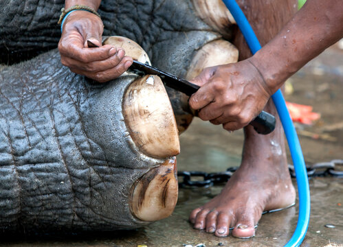 A ceremonial elephant has its nails manicured using a knife by its mahout at the Temple of the Sacred Tooth Relic complex in Kandy, Sri Lanka prior to the Esala Perahera Festival.
