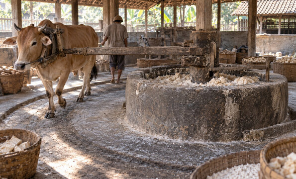 Bull-Powered Traditional Mie Lethek Dough Mixing