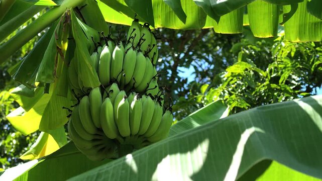 Unripe Green Bananas Growing on Tree in Tropical Plantation
