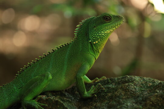 A vibrant green Chinese water dragon (Physignathus cocincinus) resting on a dark wet rock in a tropical forest ecosystem, wild exotic reptile wildlife in its natural habitat .
Khao Yai National Park