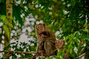 Mother and baby monkey in asian forest © Mizan