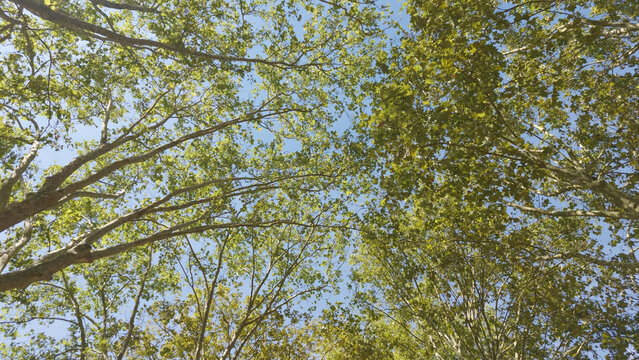 Green leaves and tree branches fill the frame against a clear blue sky