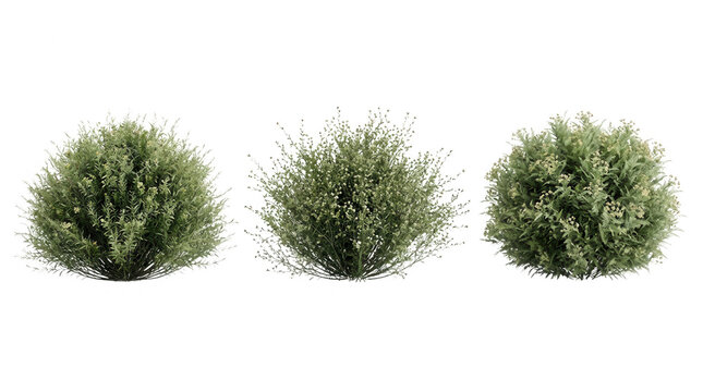 Arbustos verdes 3D isolados em fundo branco