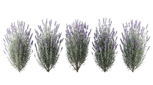 Conjunto de cinco plantas de lavanda isoladas no fundo branco