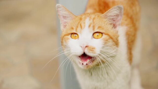 Close-up of cute ginger and white cat meowing with open mouth. Domestic pet behavior concept of animal communication, vocalization, and emotion background.