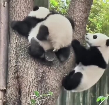 panda eating bamboo