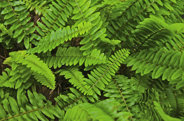Fresh green leaves of sword fern close up in the garden © athapet