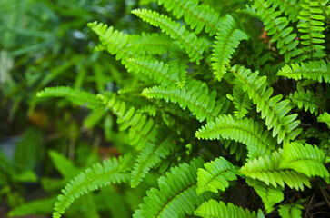Fresh green leaves of sword fern close up © athapet