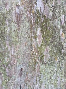 Old Weathered Wood Texture with Moss and Lichen Background