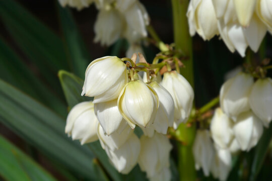 Spanish dagger flowers - Latin name - Yucca gloriosa