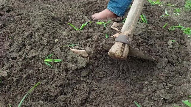 Farmer digging fertile soil with hoe tool in field for planting crop, agricultural land preparation concept